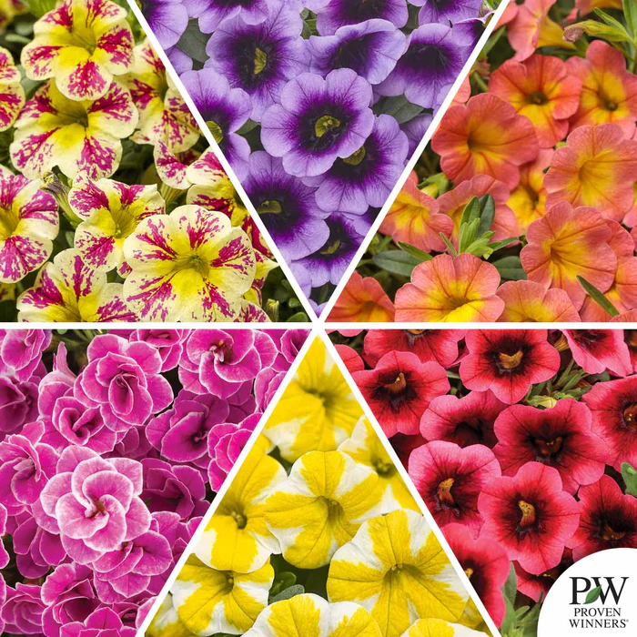 Superbells Series Calibrachoa