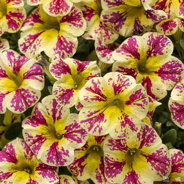 Superbells Series Calibrachoa