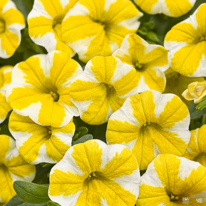 Superbells Series Calibrachoa