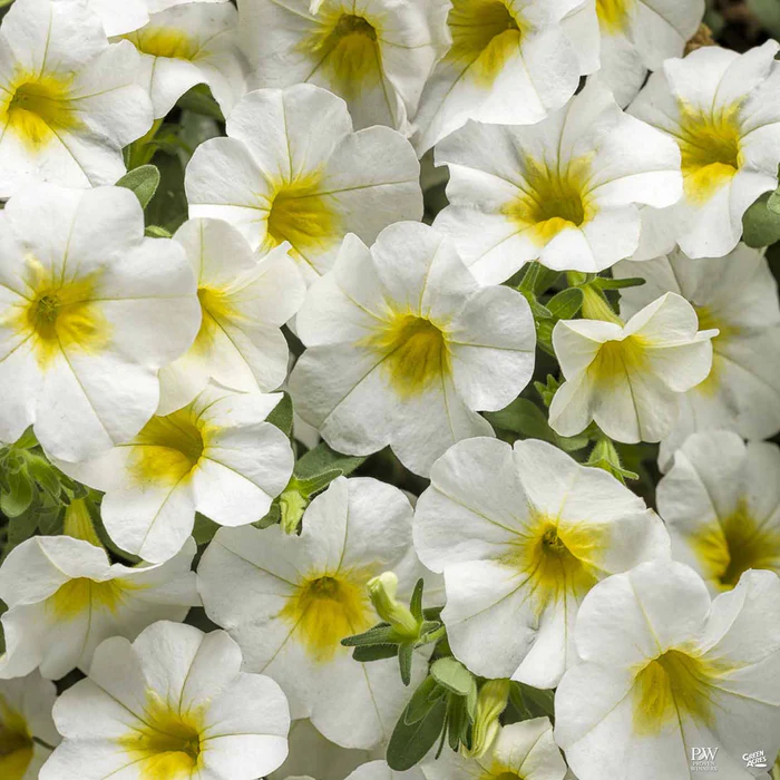 Superbells Series Calibrachoa
