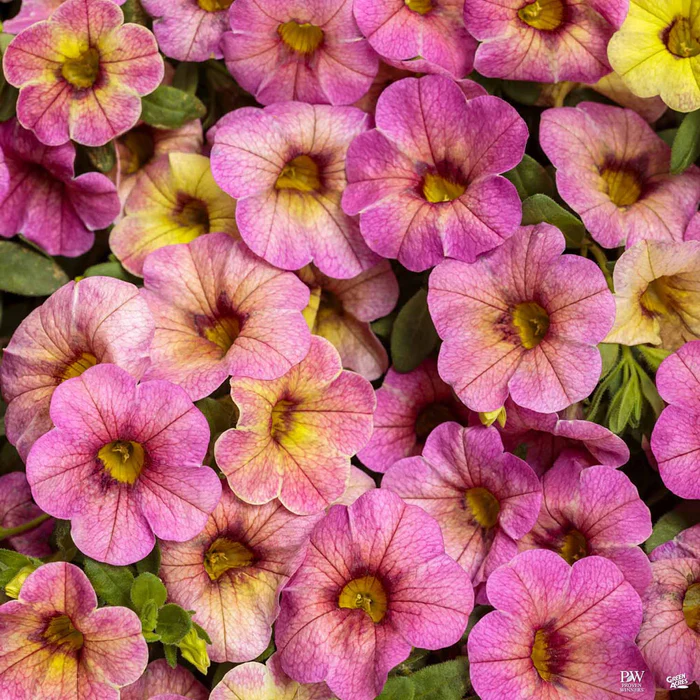 Superbells Series Calibrachoa