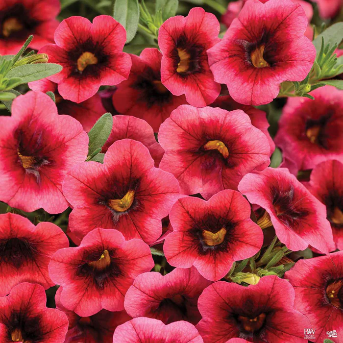 Superbells Series Calibrachoa