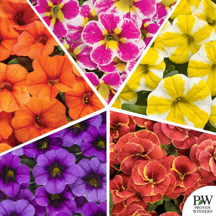 Superbells Series Calibrachoa