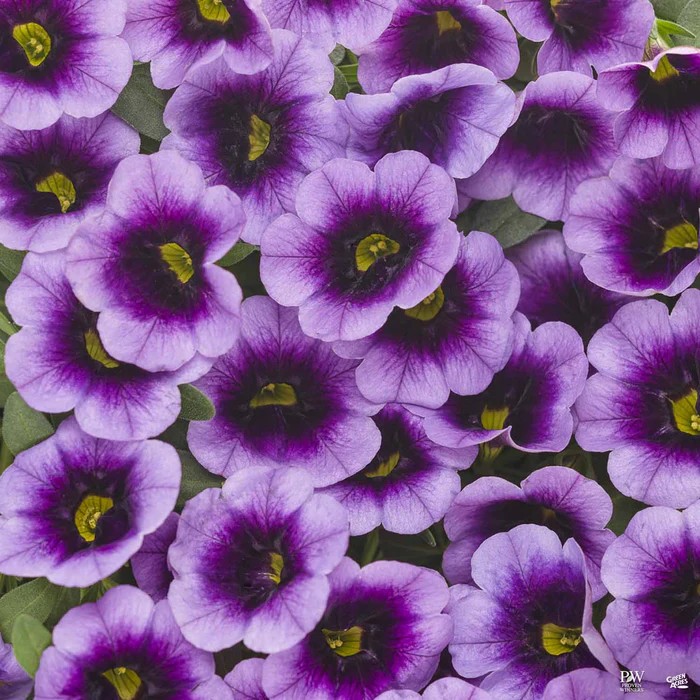 Superbells Series Calibrachoa