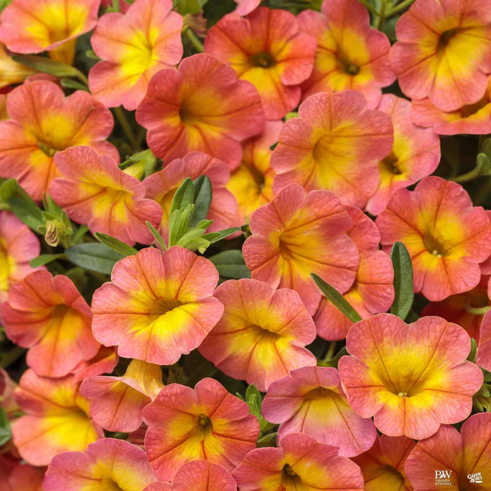 Superbells Series Calibrachoa