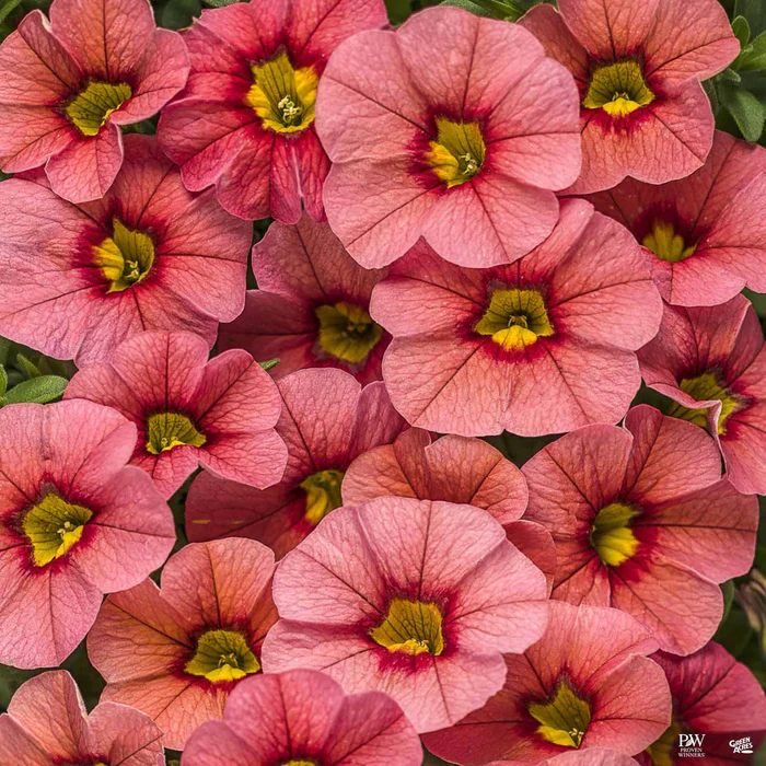 Superbells Series Calibrachoa