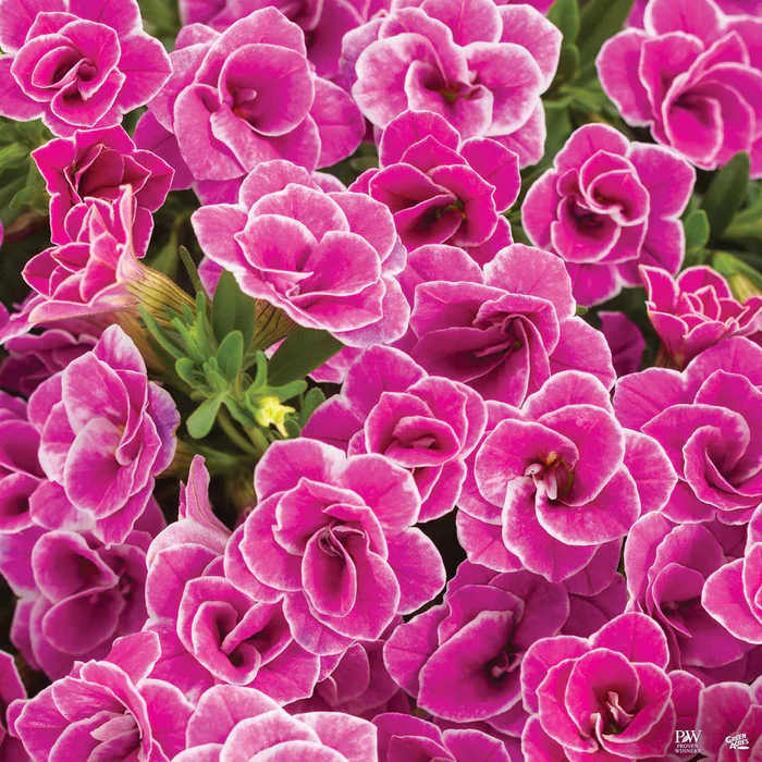 Superbells Series Calibrachoa