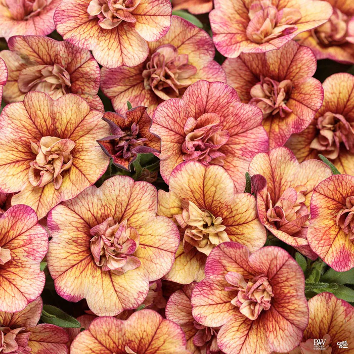 Superbells Series Calibrachoa