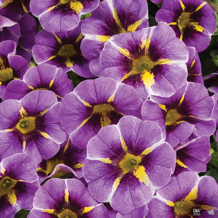 Superbells Series Calibrachoa