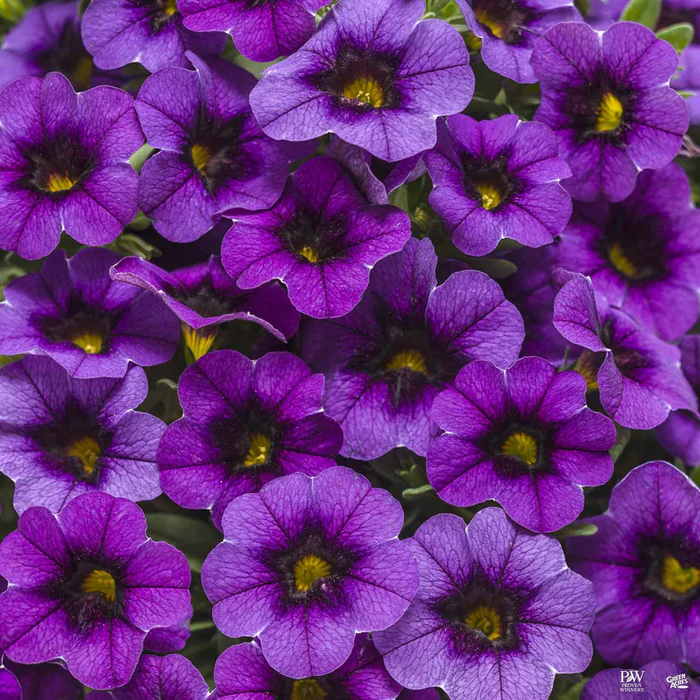 Superbells Series Calibrachoa