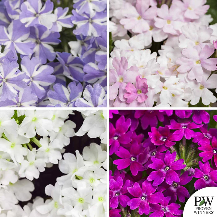 Superbena Series Verbena