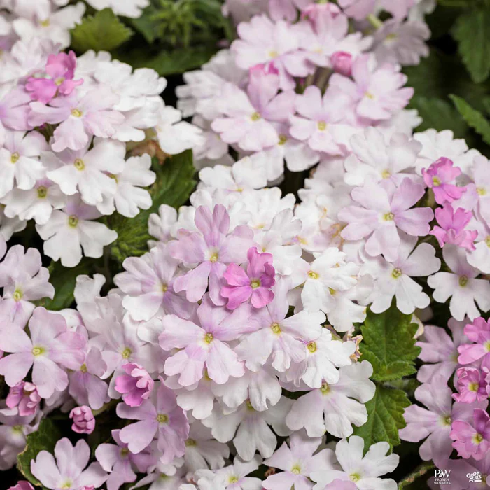 Superbena Series Verbena