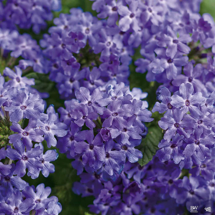 Superbena Series Verbena