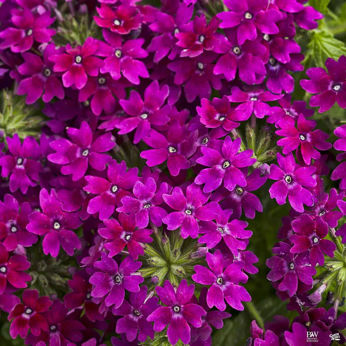 Superbena Series Verbena