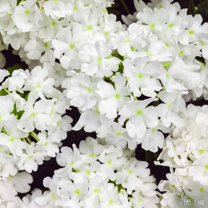 Superbena Series Verbena