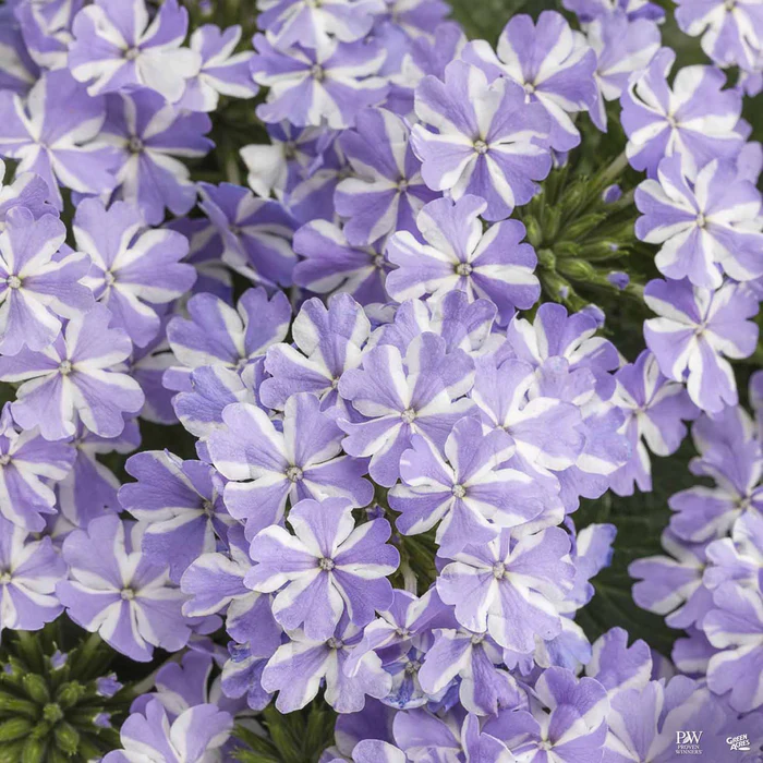 Superbena Series Verbena