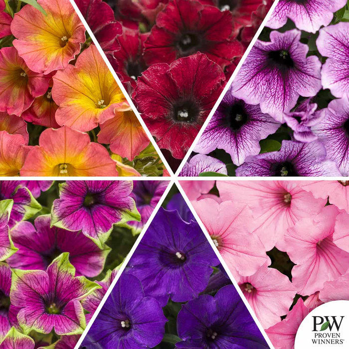 Supertunia Series Petunias