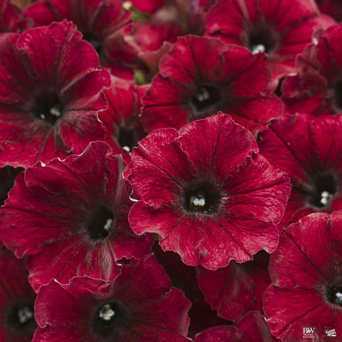 Supertunia Series Petunias