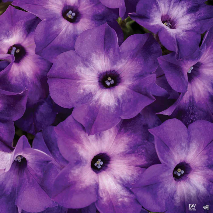 Supertunia Series Petunias