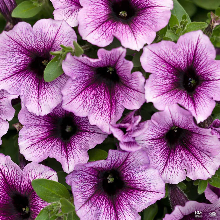 Supertunia Series Petunias