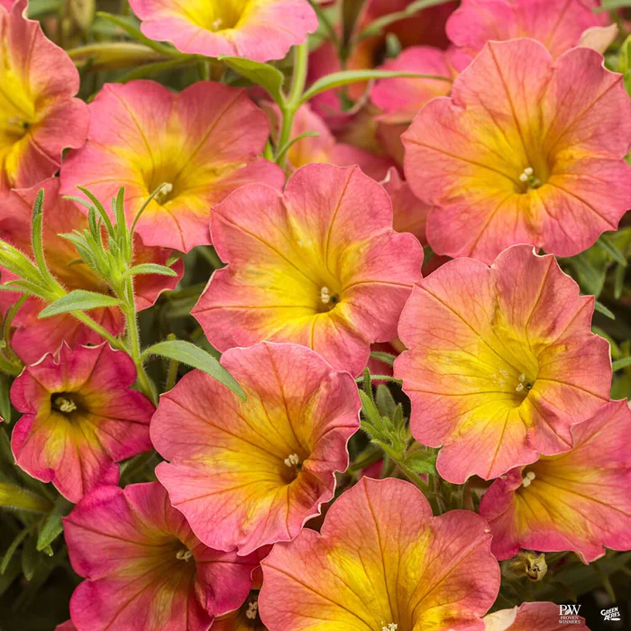Supertunia Series Petunias