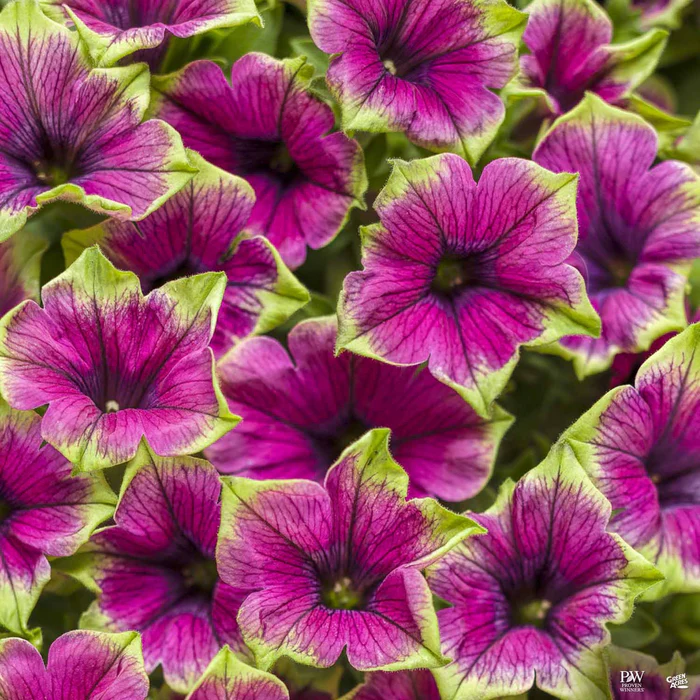 Supertunia Series Petunias