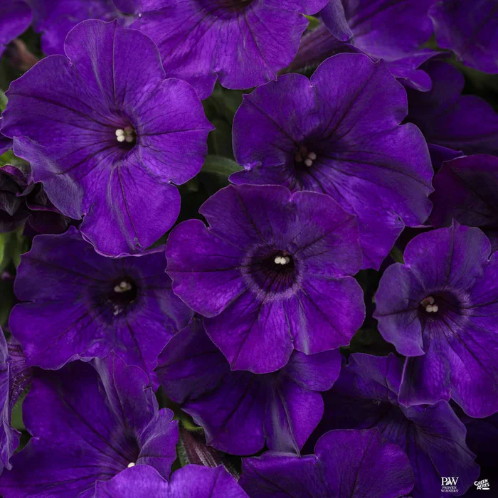 Supertunia Series Petunias