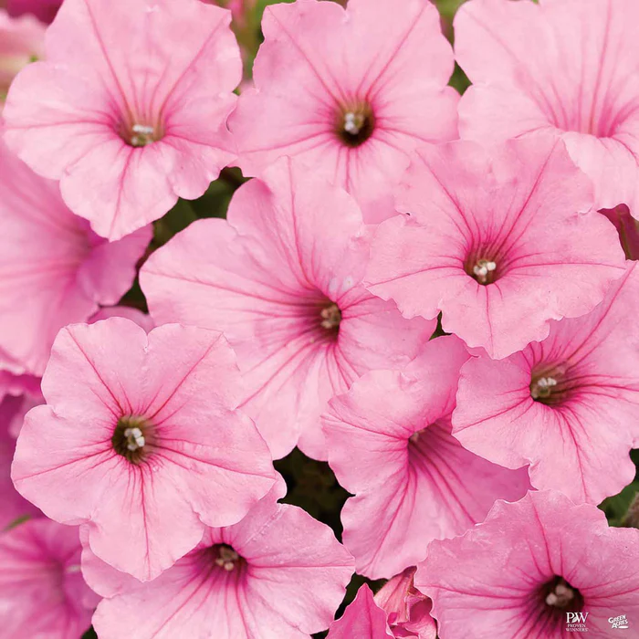 Supertunia Series Petunias