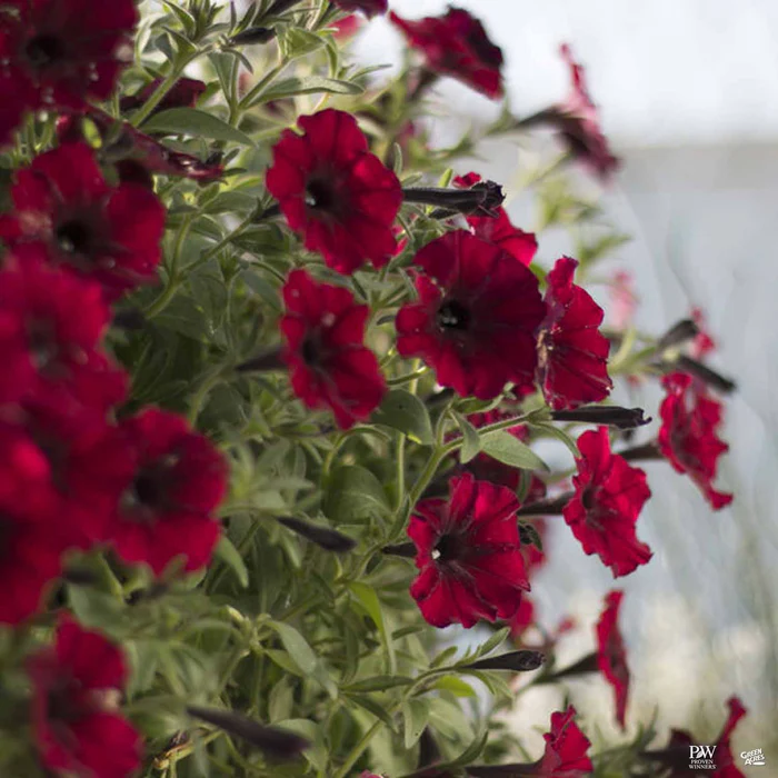 Supertunia Series Petunias