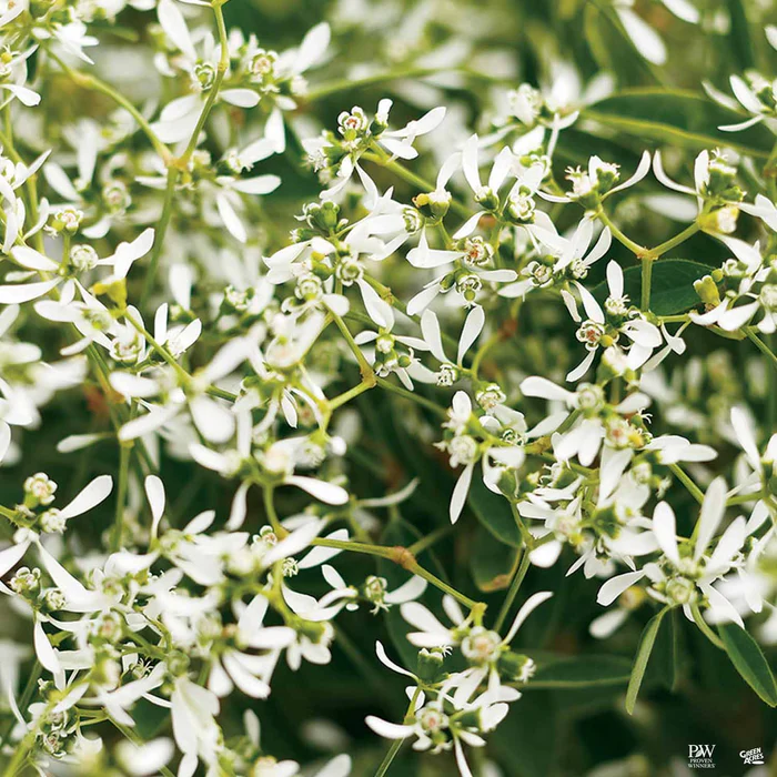 4883-diamond-frost-euphorbia-1.webp Diamond Frost Euphorbia