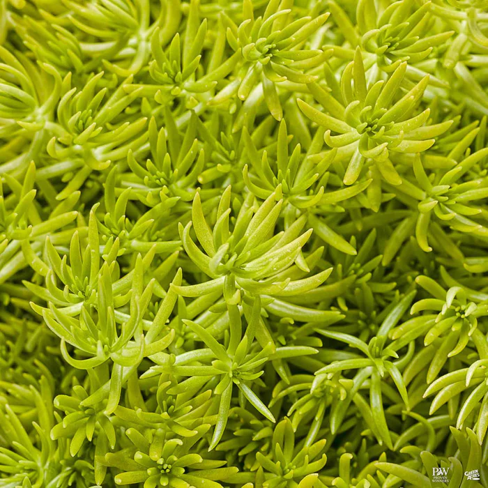 Lemon Coral Sedum