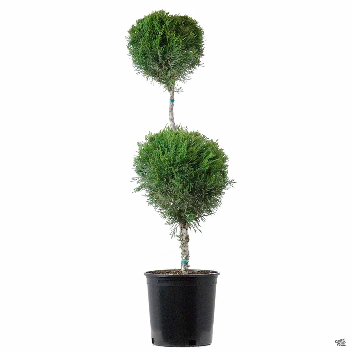 Juniper 'Mint Julep' 2 Ball | Monrovia