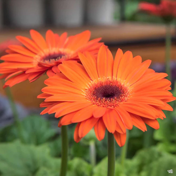Garvinea Gerbera Daisy