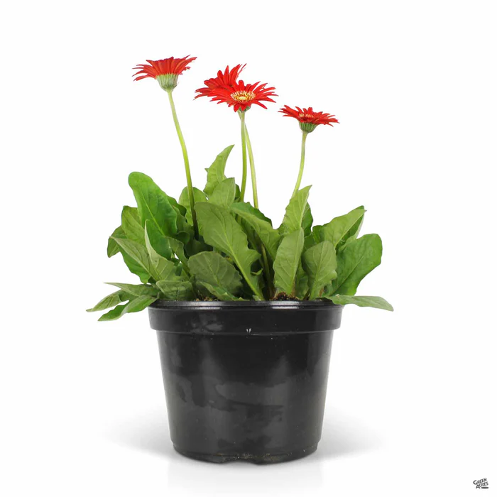 Garvinea Gerbera Daisy