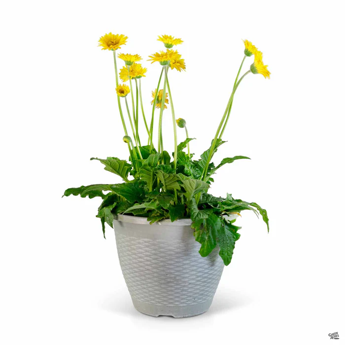 Garvinea Gerbera Daisy