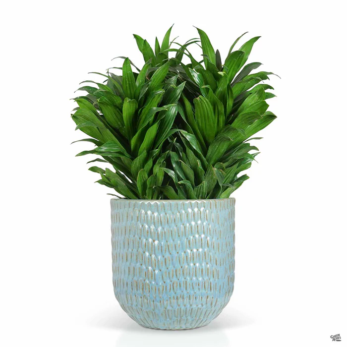 Matias Planter