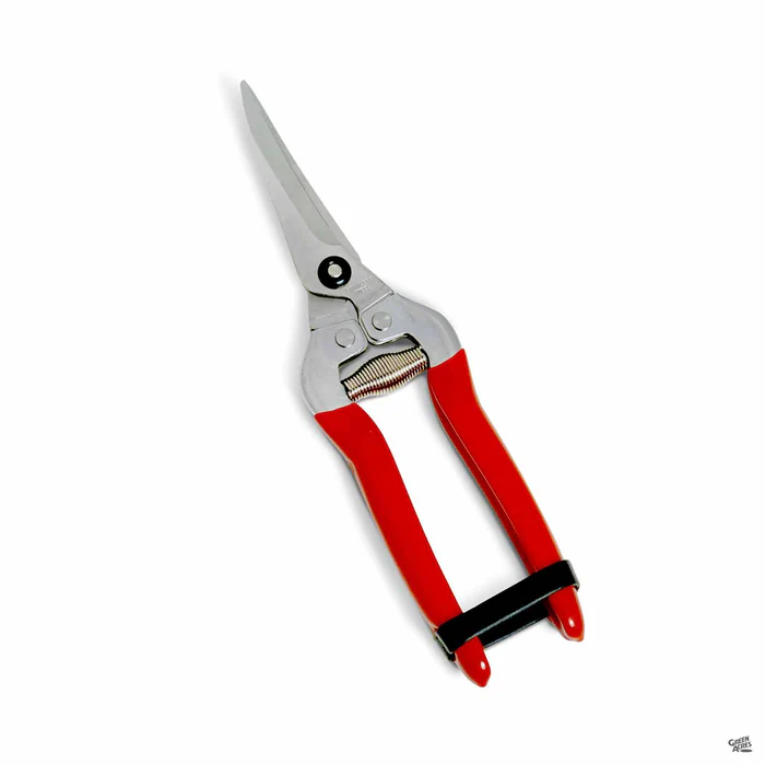 4941-red-rooster-grape-clipper-1.webp Red Rooster Grape Clipper