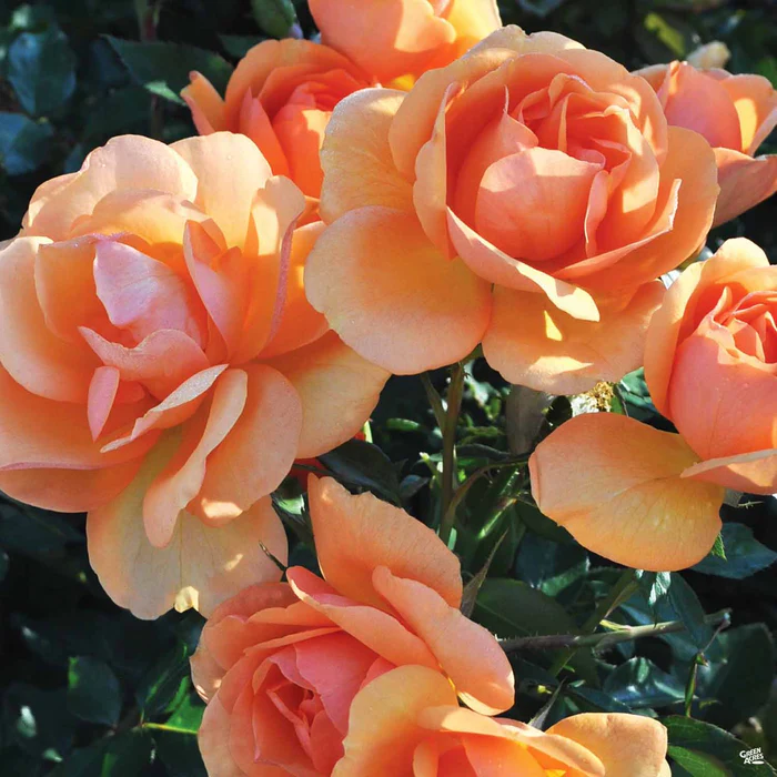 Sunbelt South Africa Rose