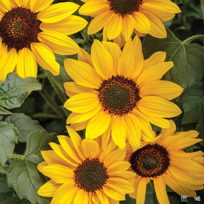 4964-suncredible-yellow-sunflower-1.webp Suncredible Yellow Sunflower