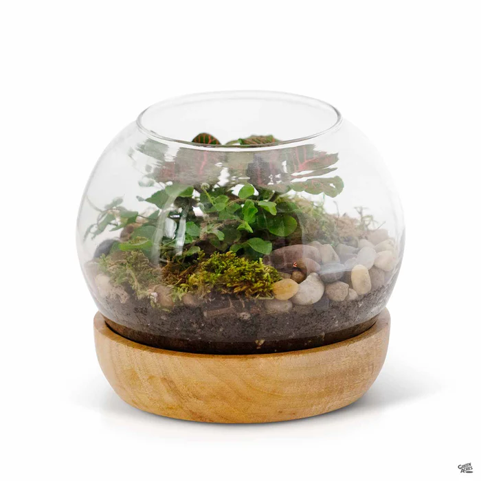 4966-full-view-terrarium-2.webp Full View Terrarium
