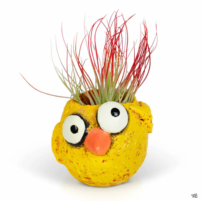 4971-baby-chickie-mini-planter-1.webp Baby Chickie Mini Planter