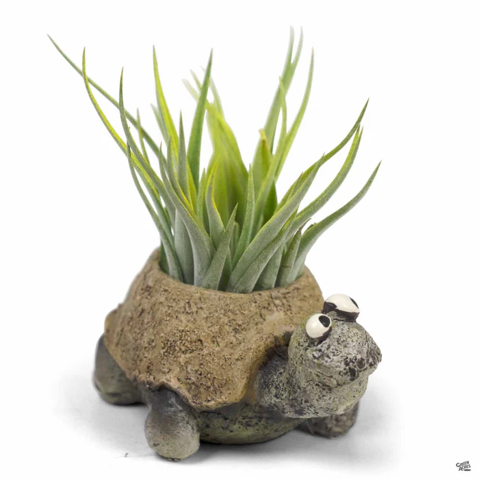 4974-baby-preston-the-tortoise-mini-planter-1.webp Baby Preston The Tortoise Mini Planter