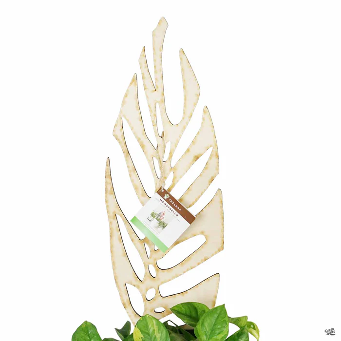 BARE Monstrella Plant Support