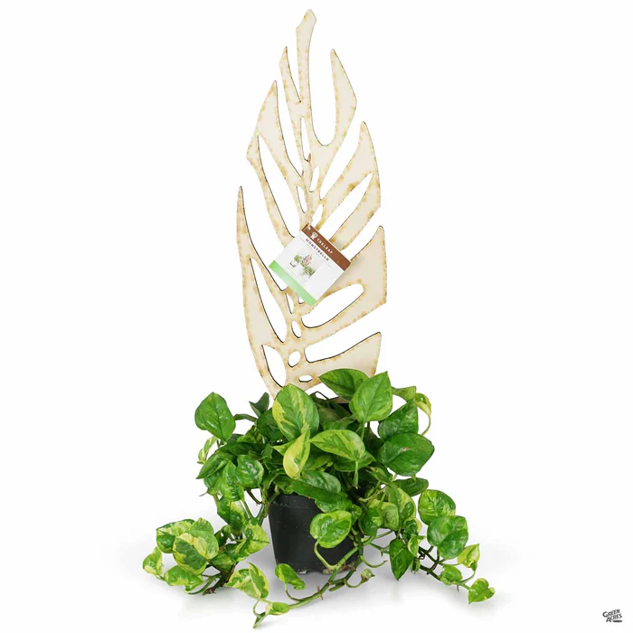 BARE Monstrella Plant Support