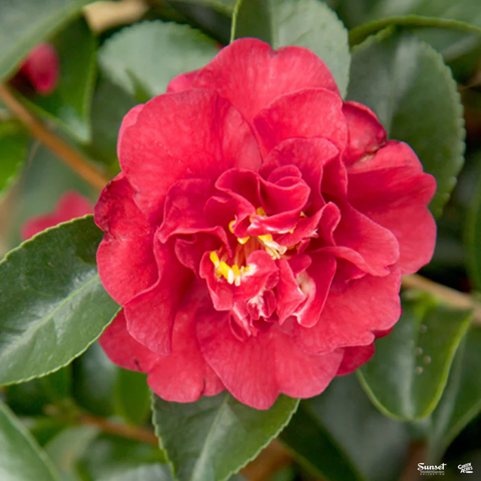 Camellia s. 'October Magic Ruby'