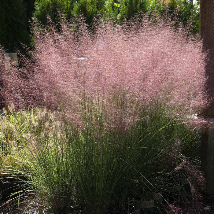 502-pink-muhly-grass-1.jpg Pink Muhly Grass