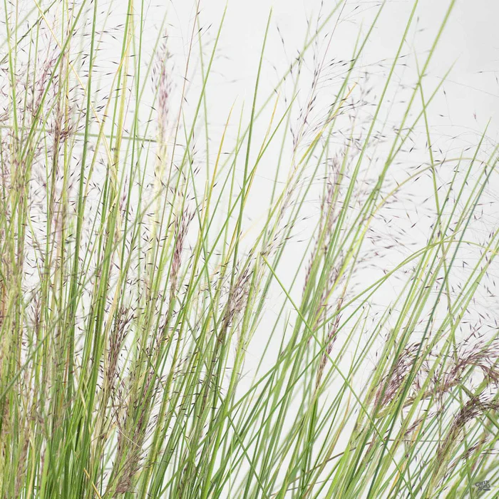 502-pink-muhly-grass-2.webp Pink Muhly Grass