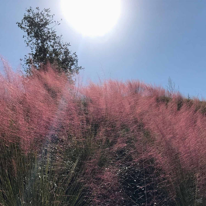 502-pink-muhly-grass-3.jpg Pink Muhly Grass