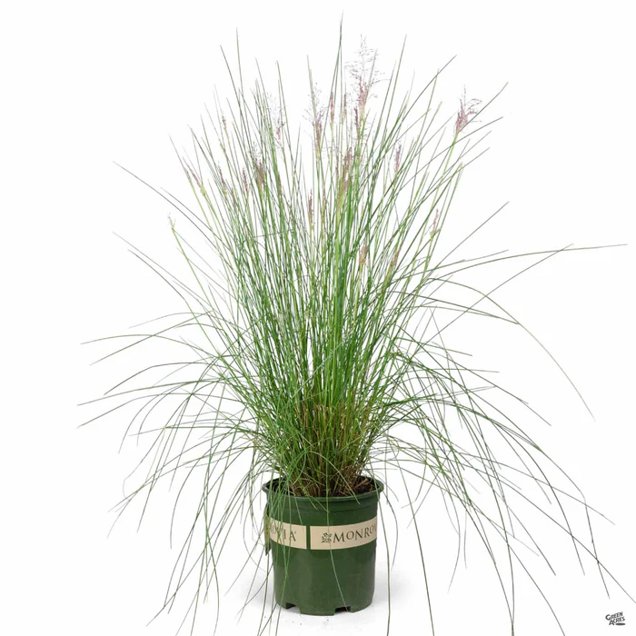 502-pink-muhly-grass-4.webp Pink Muhly Grass