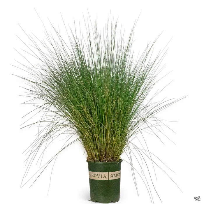 502-pink-muhly-grass-5.webp Pink Muhly Grass